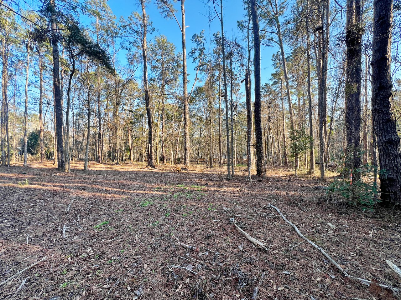 Sunlit forest with tall, sparse trees and scattered fallen branches. The ground is covered in dry leaves. The scene feels serene and calm.