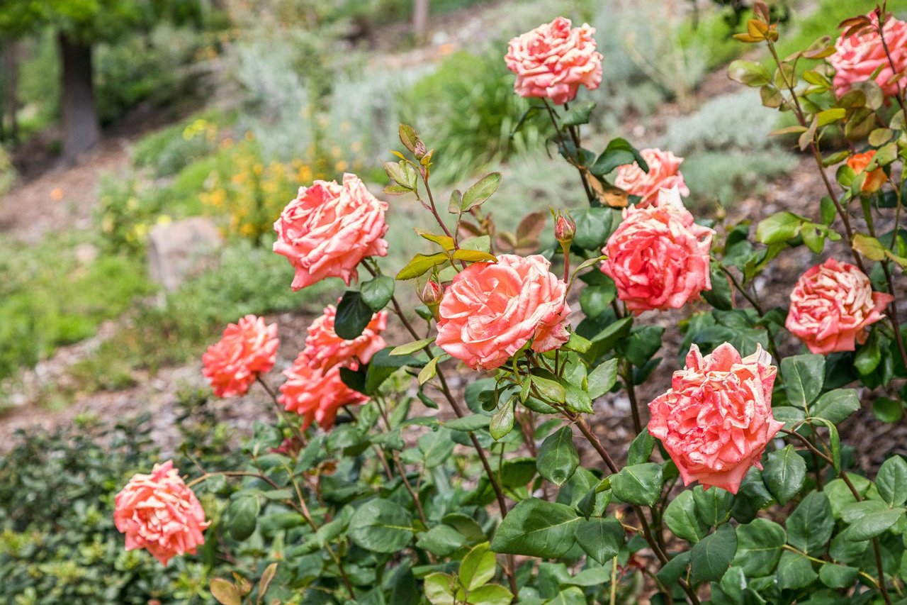 50 Altamont Avenue, Mill Valley