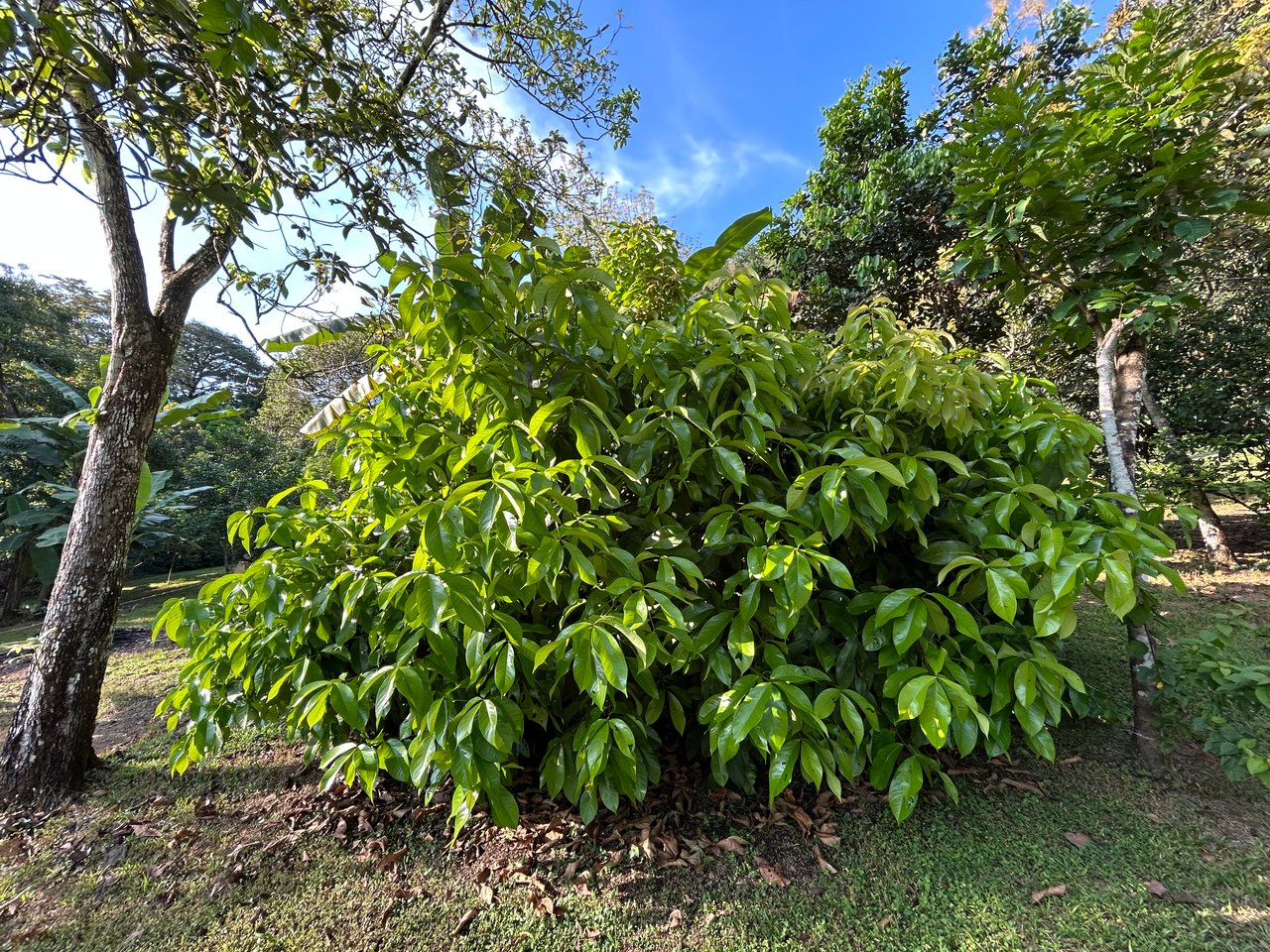 Commercial & Residential Property in Punta Mala with Producing Fruit Trees