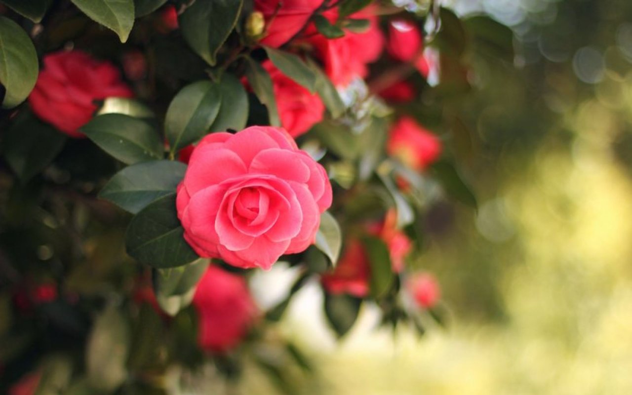 6 Ways to Enjoy Spring in Charleston