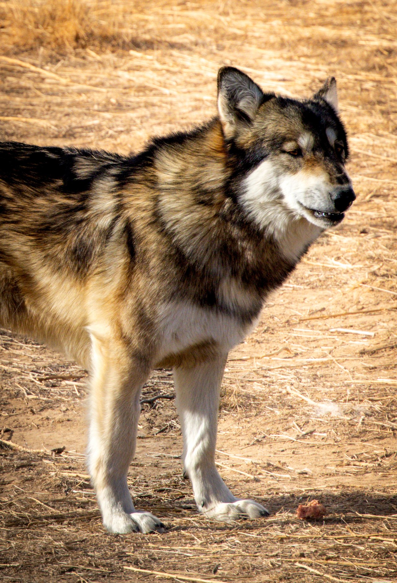 Into the Wild: Monica Breckenridge’s Unforgettable Journey at The Wild Animal Sanctuary Subtitle