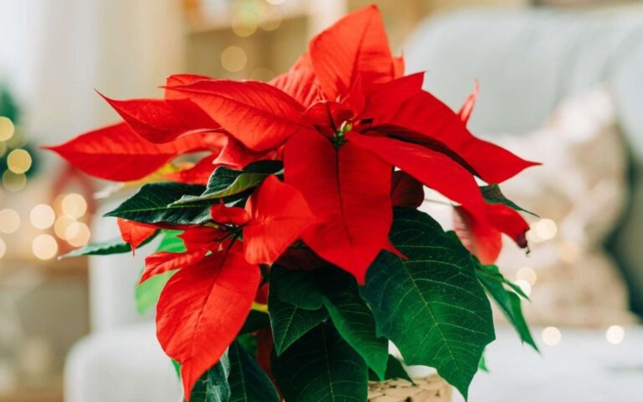 Poinsettias – How A Tropical Plant Became Popular Christmas Decoration