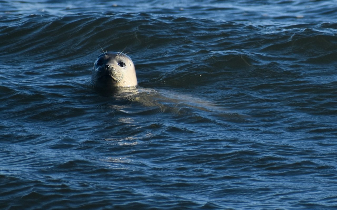 Cheesequake Creek Inlet