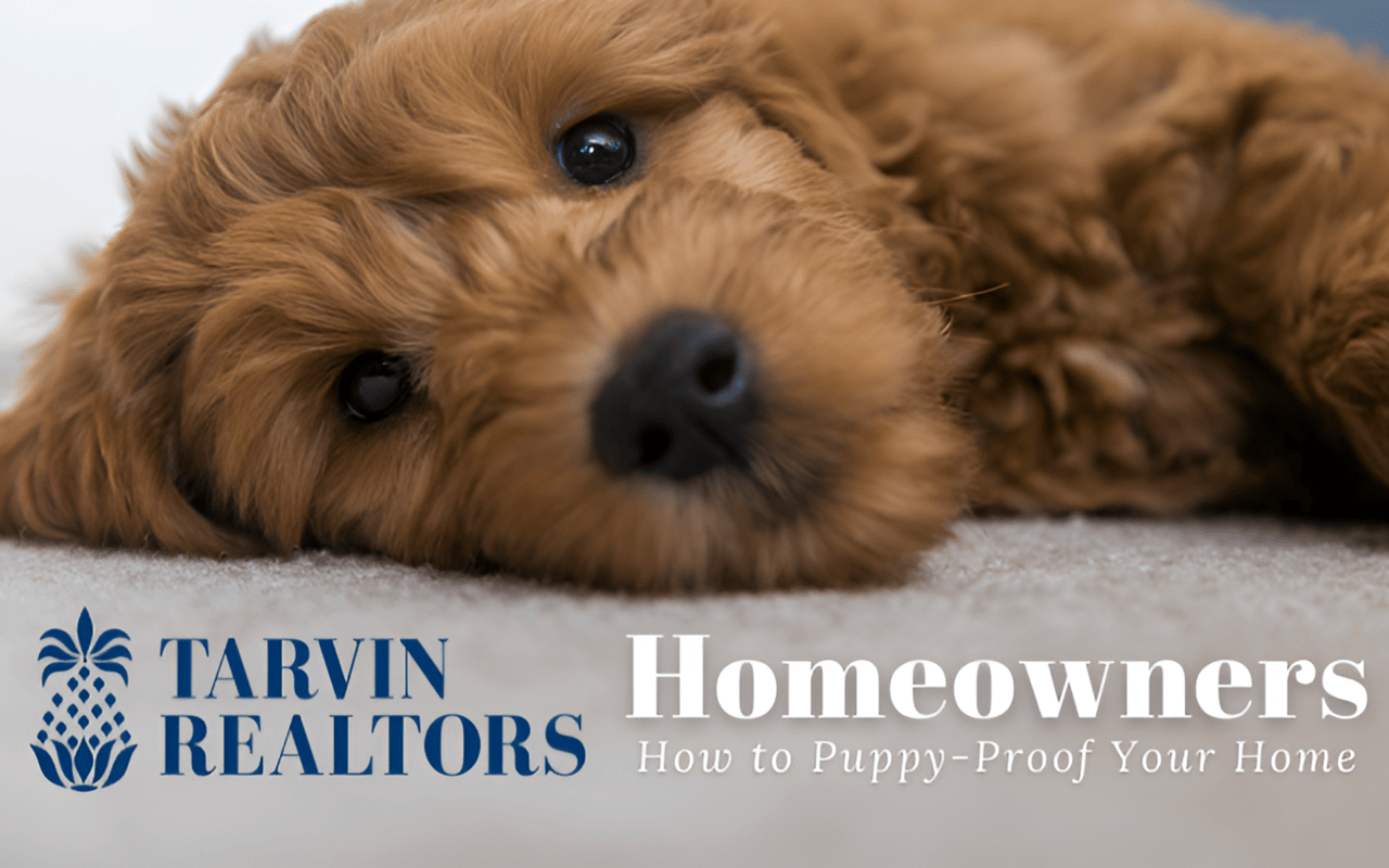 Prepping Your Home for a New Puppy