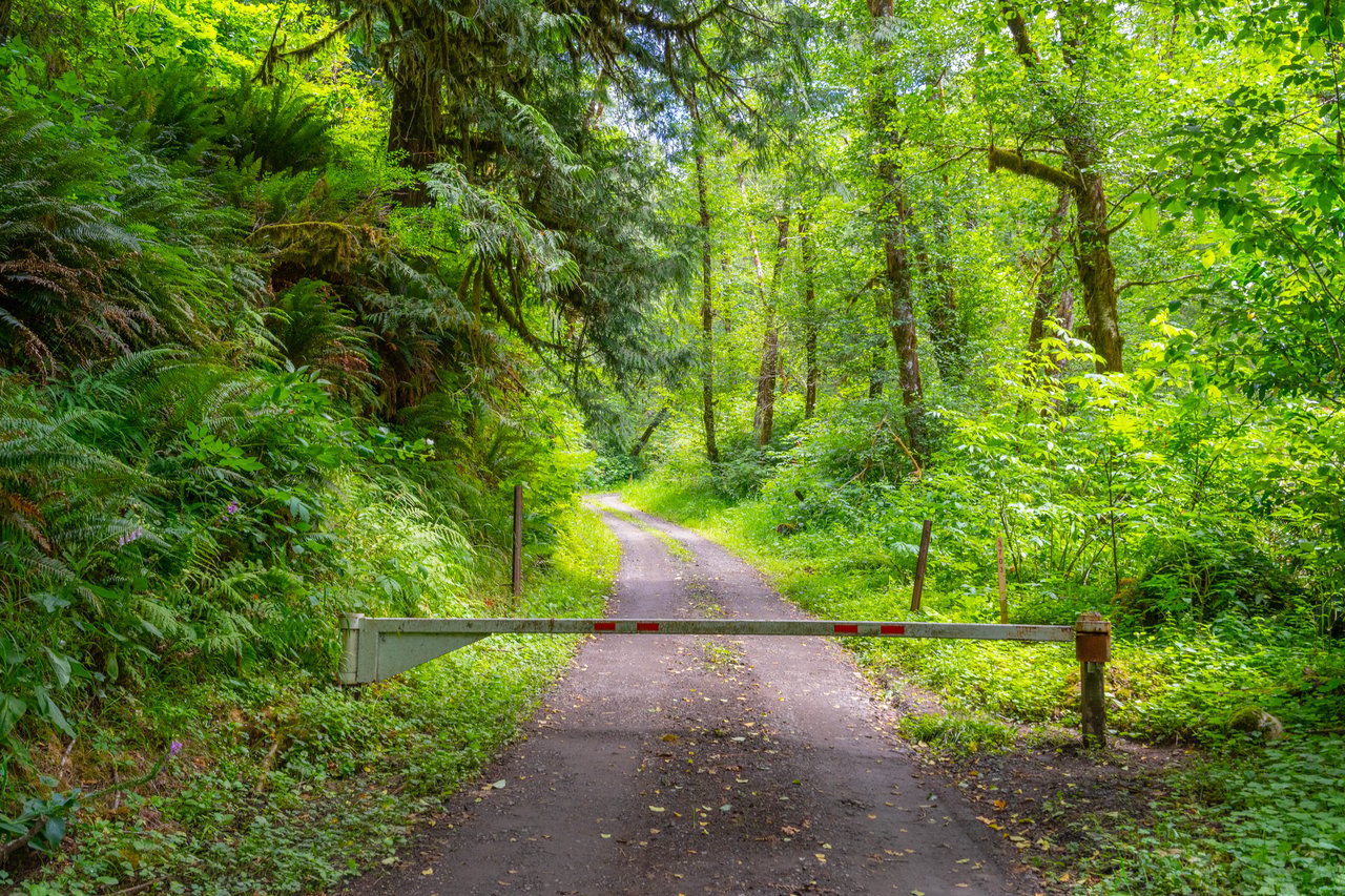 MILL CREEK FOREST