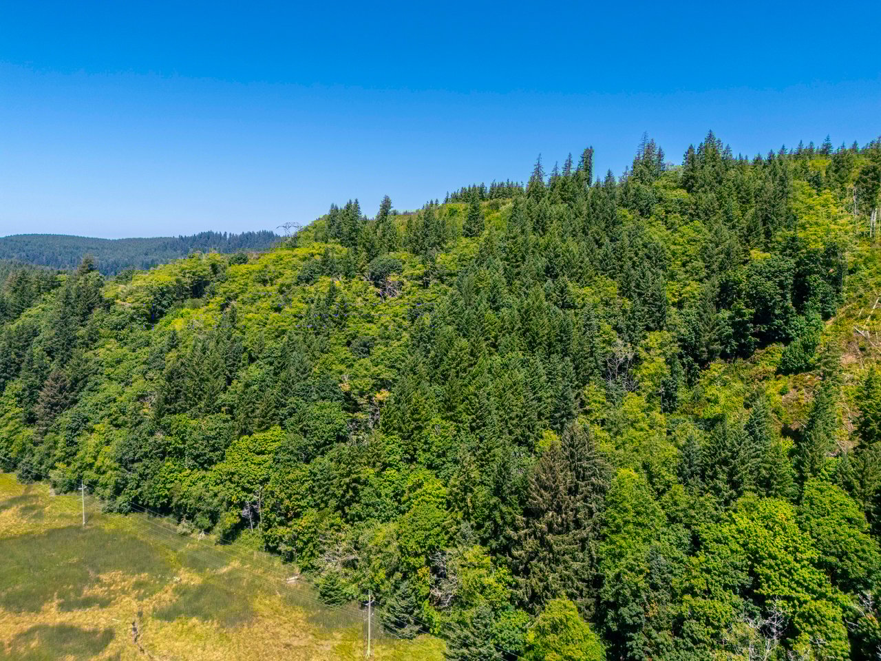 Alsea Estuary Forestland