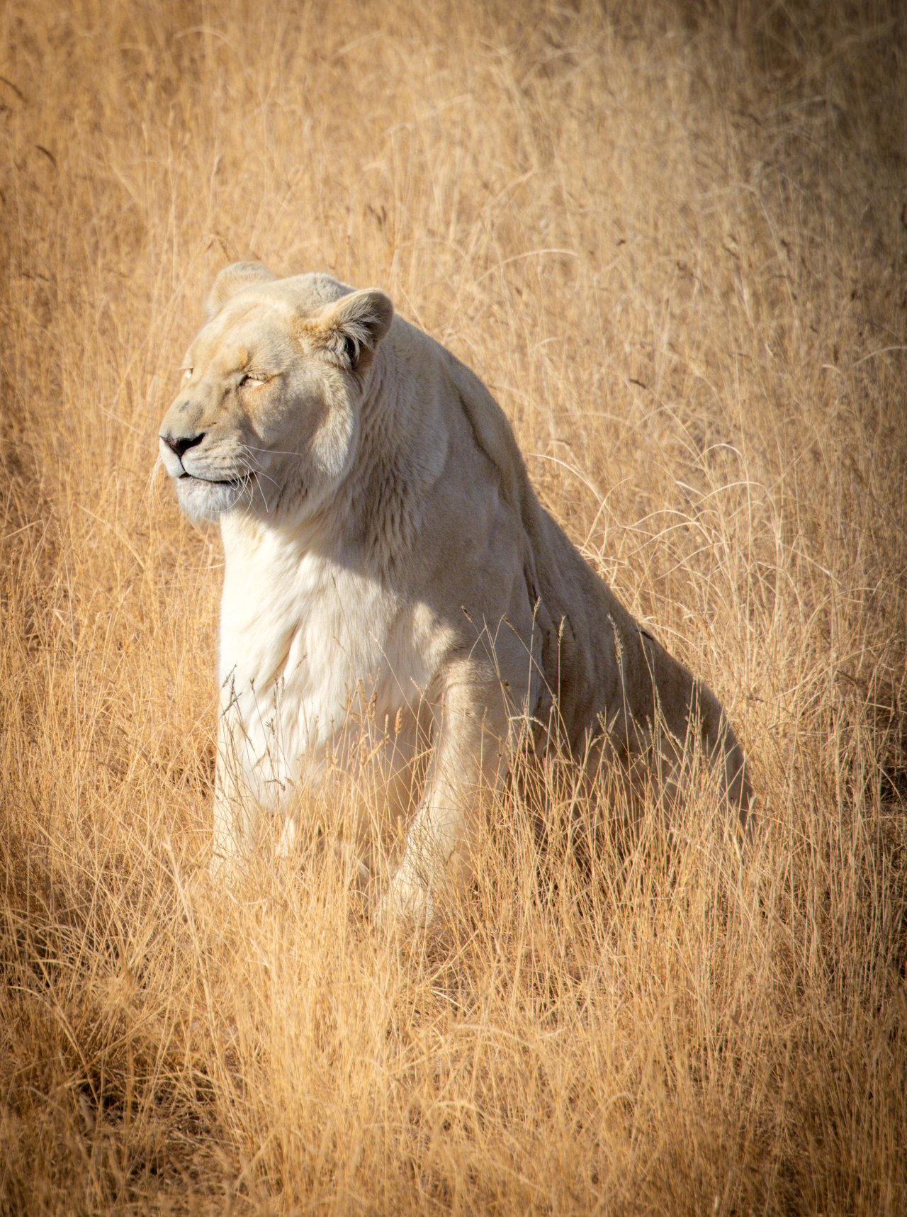 Into the Wild: Monica Breckenridge’s Unforgettable Journey at The Wild Animal Sanctuary Subtitle