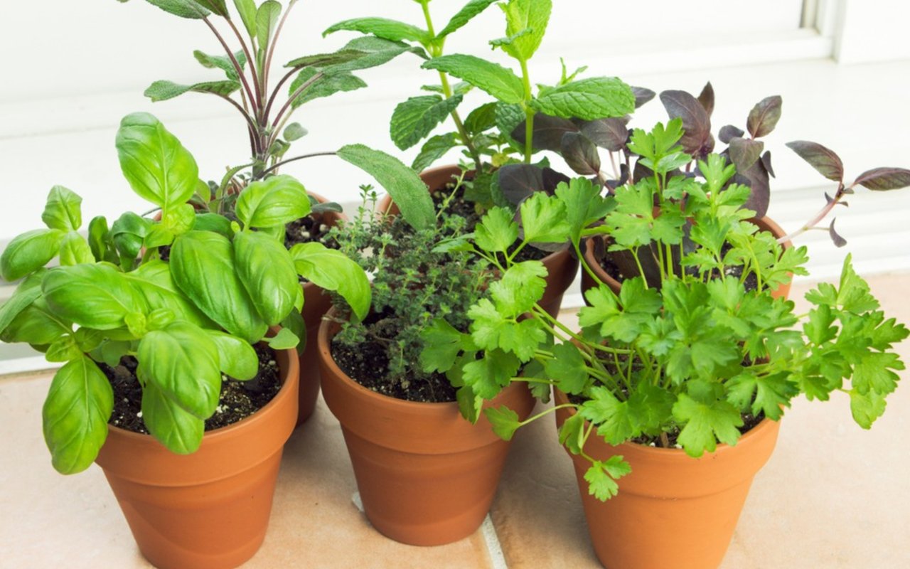Starting an Indoor Food Garden for DC Metro Residents: A Beginner's Guide
