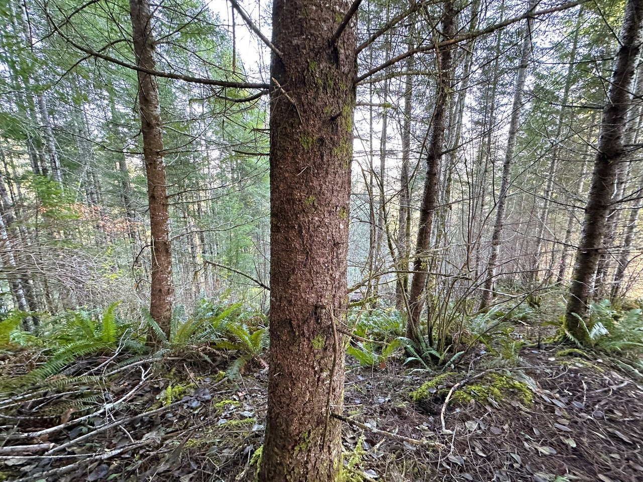 Rust Road Forest