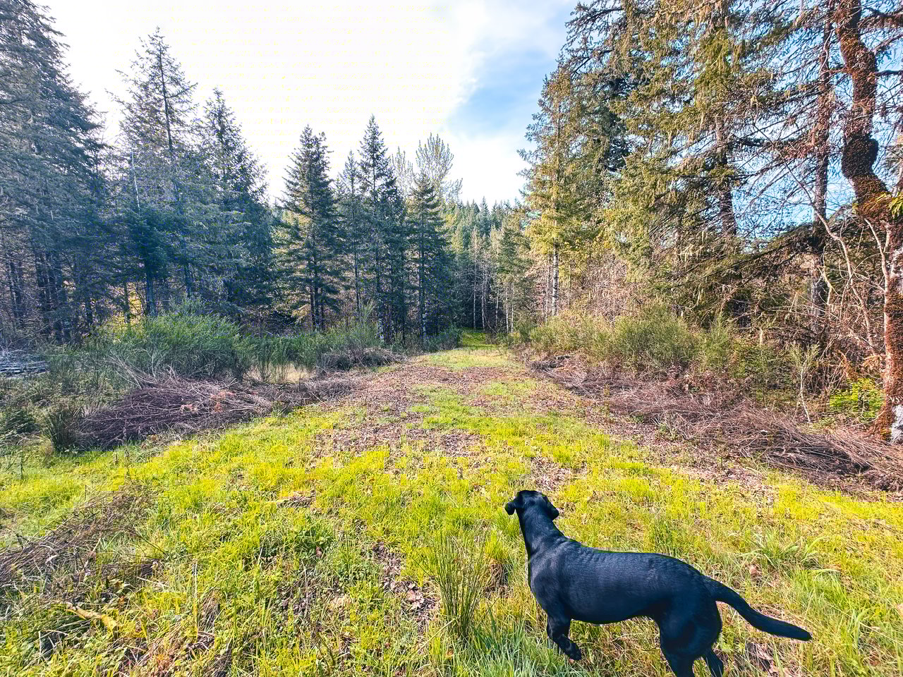 Liberty Forest Auction