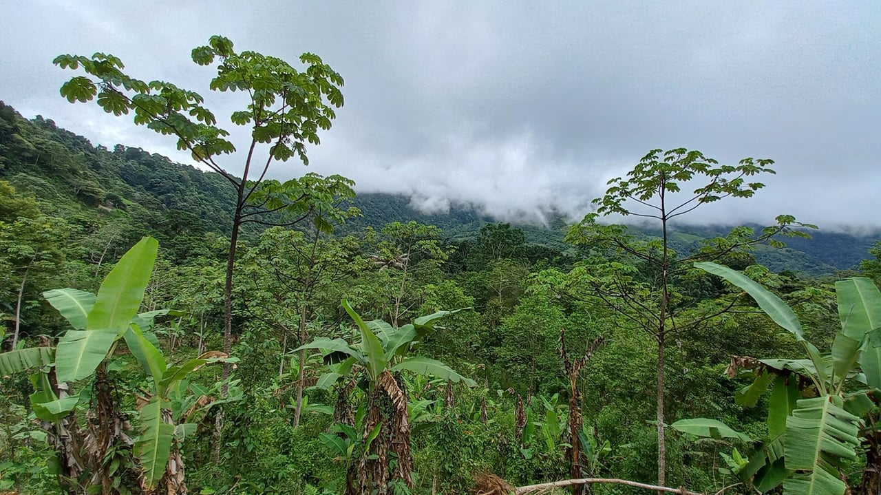 Mountain View Land with Several Building Sites and Mature Fruit Trees