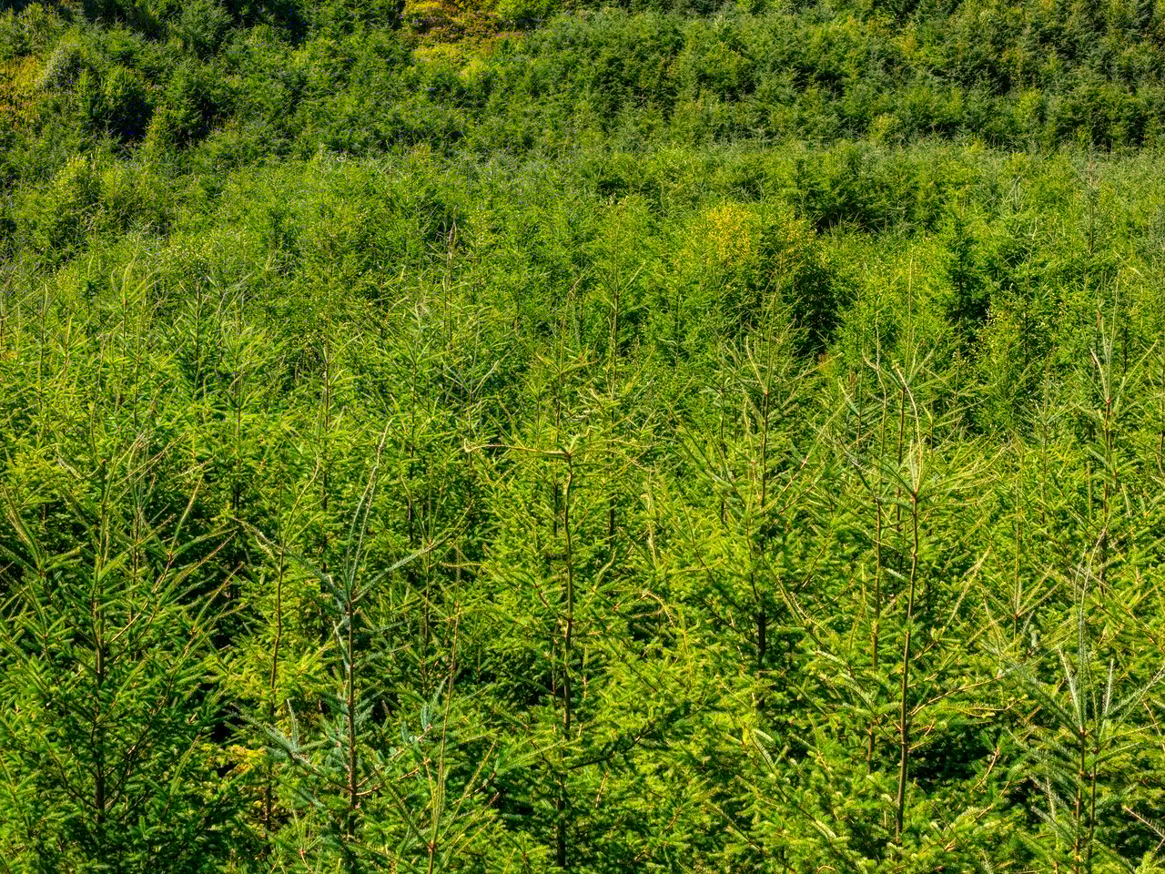 LINCOLN-HILLTOP TREEFARM Sealed Bid Offering 