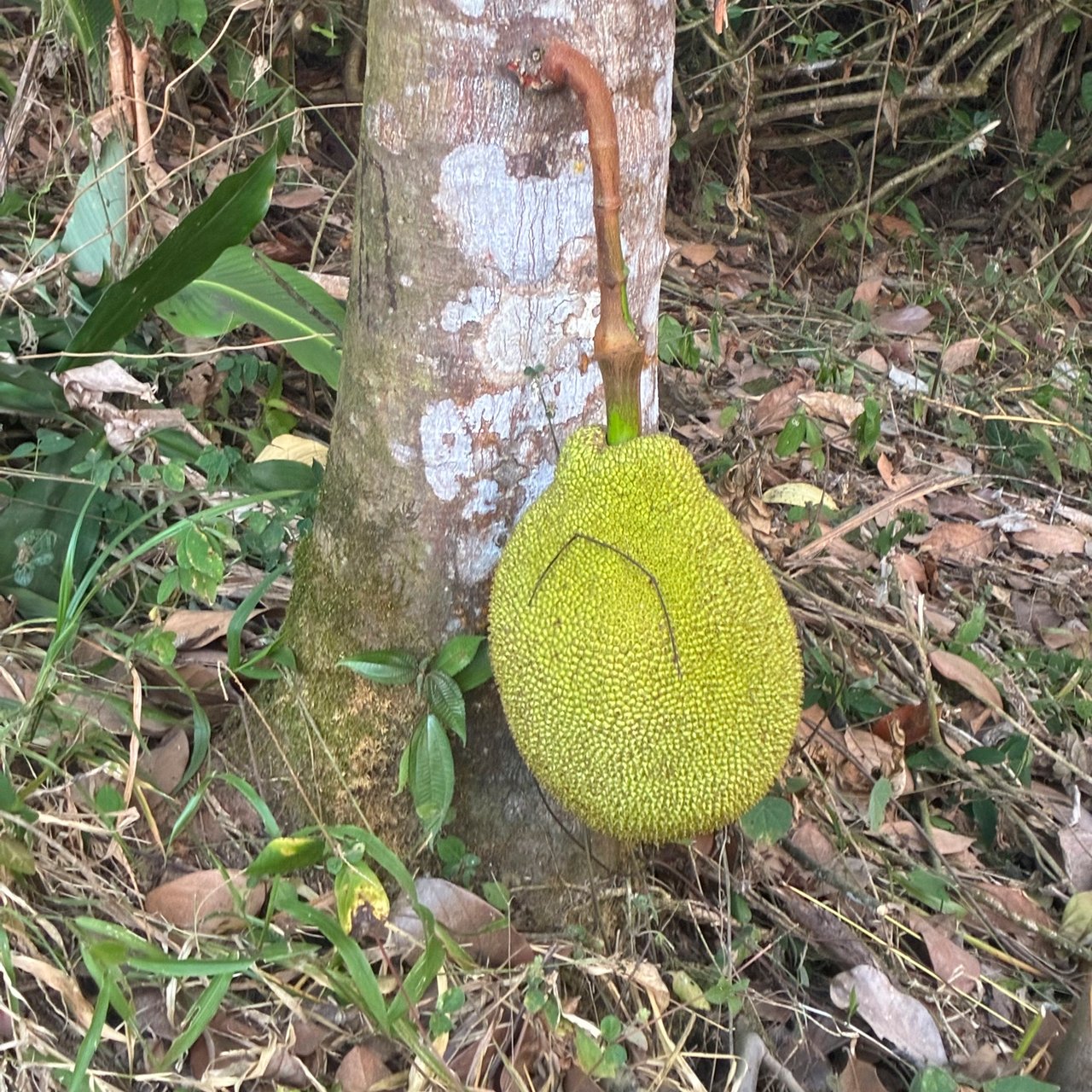 Ocean & Mountain View Lot with Multiple Building Sites-20 Minutes from Uvita