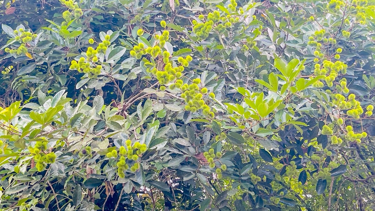 COSTA RICA LAND FOR SALE | LARGE FLAT PRIVATE PROPERTY WITH MOUNTAIN VIEWS, RIVER & FRUIT TREES