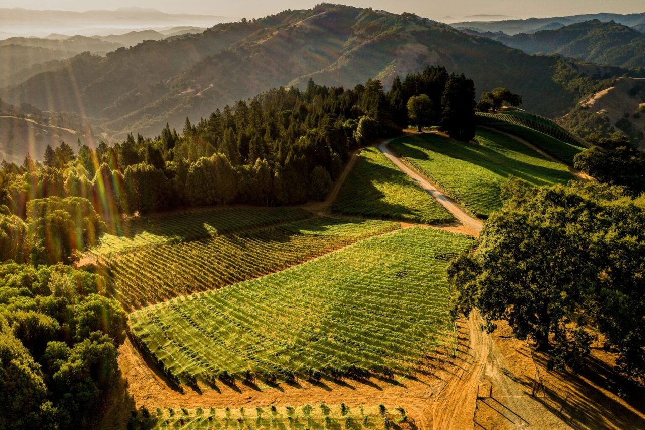 These Italian White Wines From Sonoma County Are Just Right for Summer