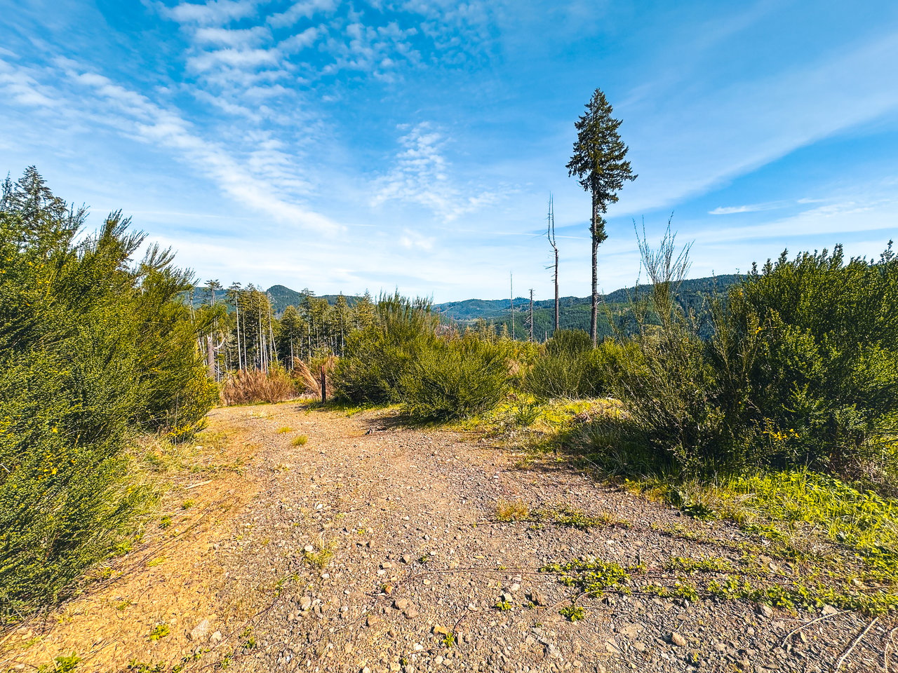 Walton Wild Woods