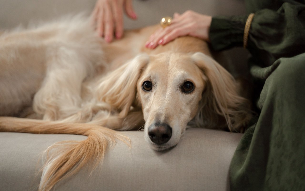 Cream-colored dog resting on a sofa as someone gently pets its back.