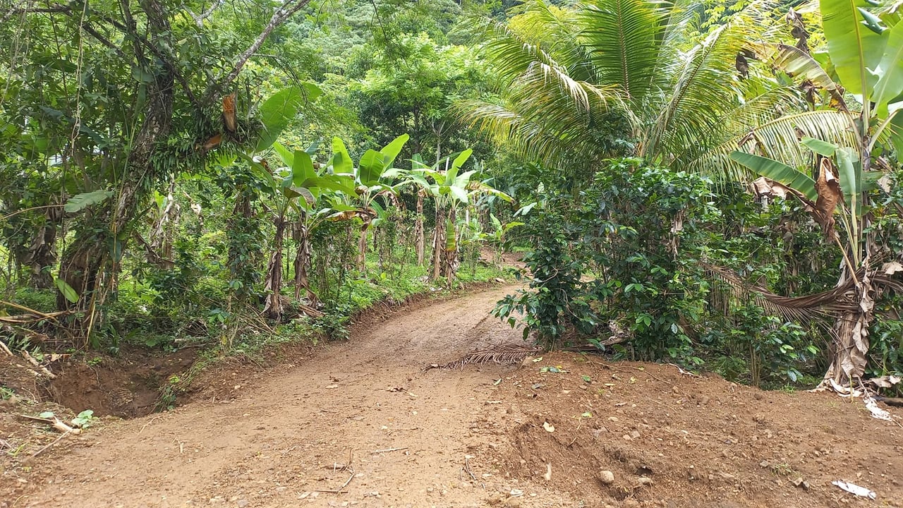 Mountain View Land with Several Building Sites and Mature Fruit Trees