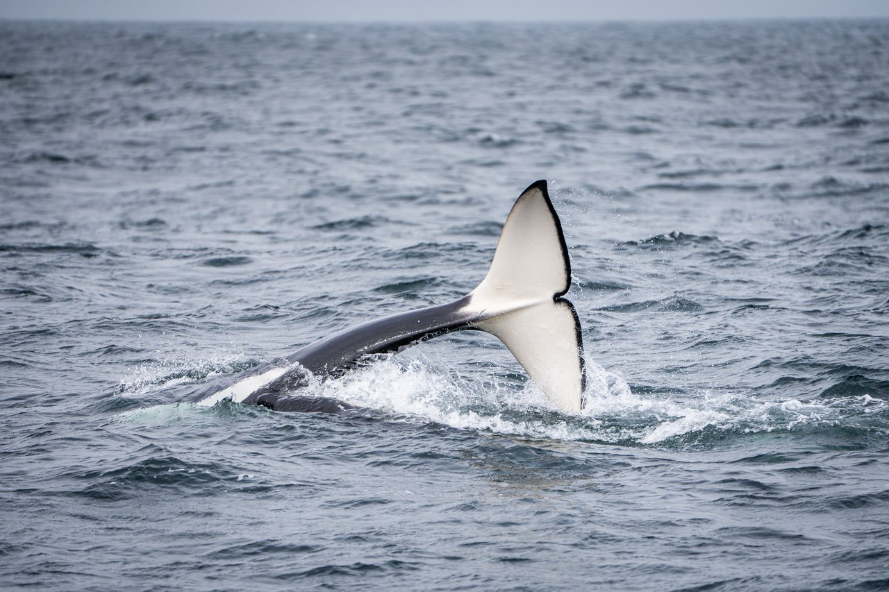 San mateo coastal whale watching