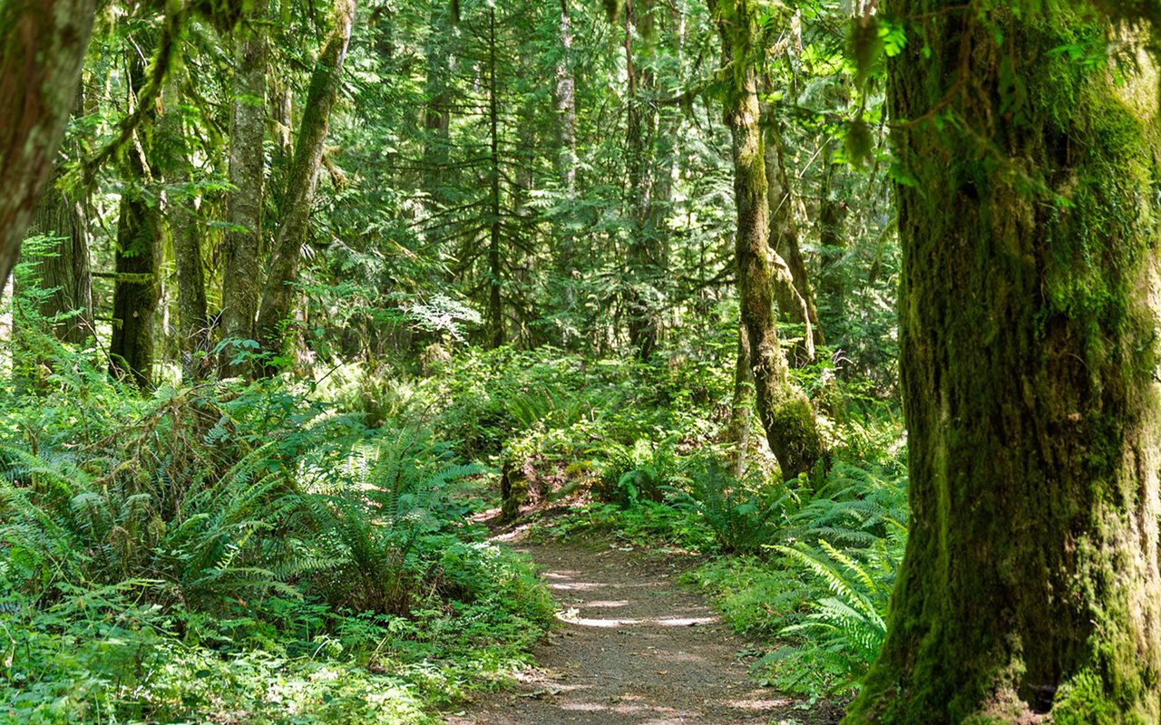 Forest trail bordered by ferns and moss-covered trees.