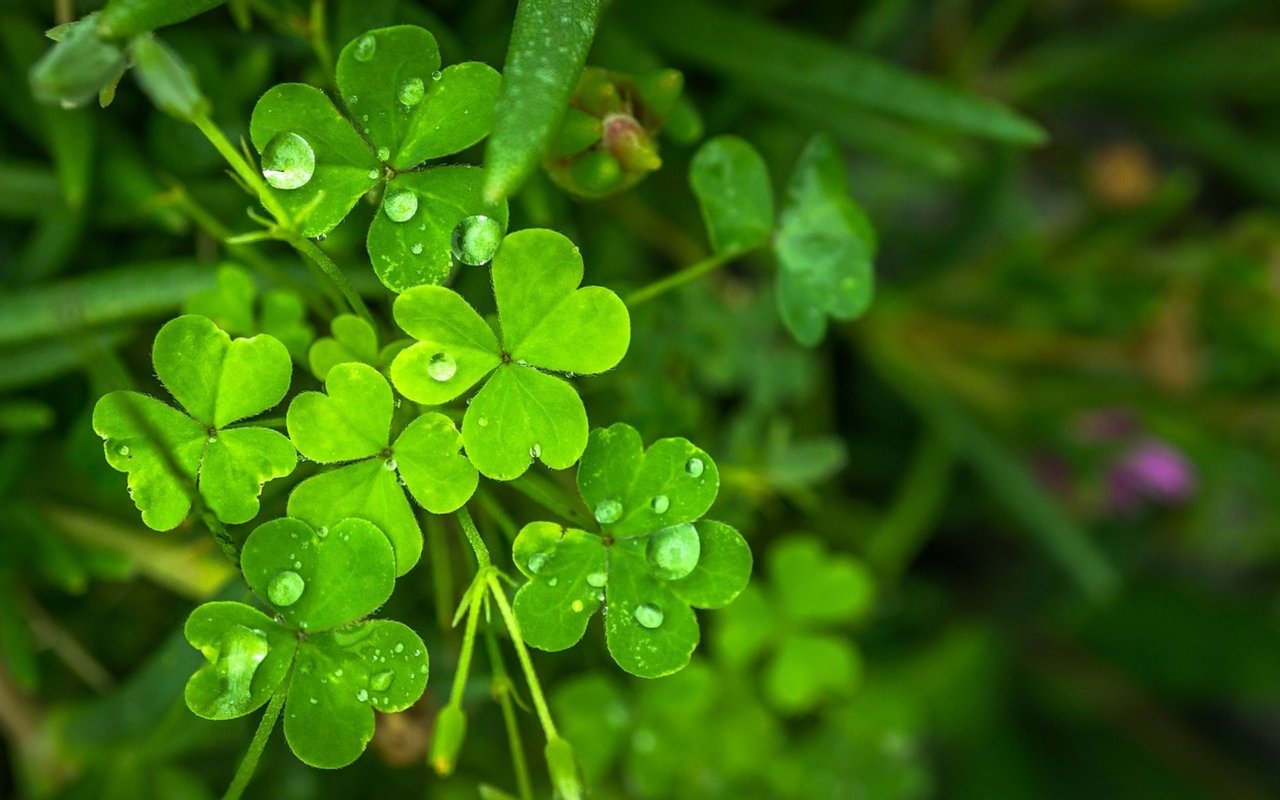 Dew-covered shamrock leaves.