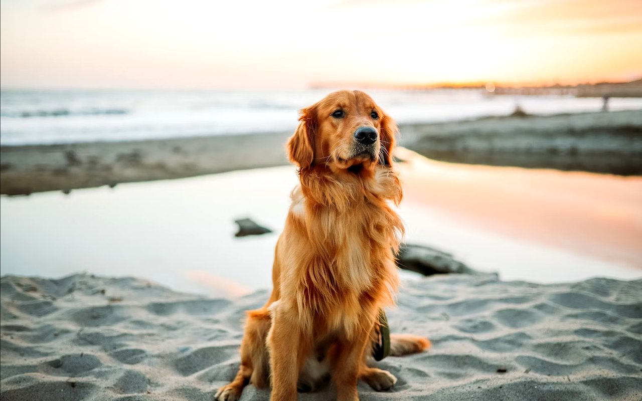 A Guide to Dog-Friendly Beaches and Parks in Corona del Mar