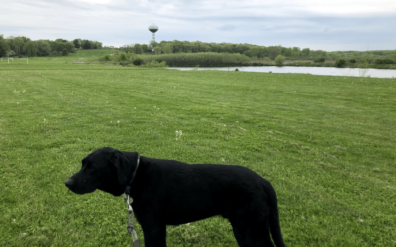 Emily's Neighborhood Highlight: Middleton Hills