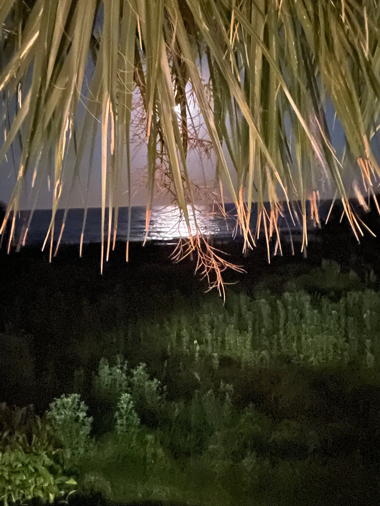 Nighttime water glimmers beyond hanging palm fronds and dense shoreline vegetation.