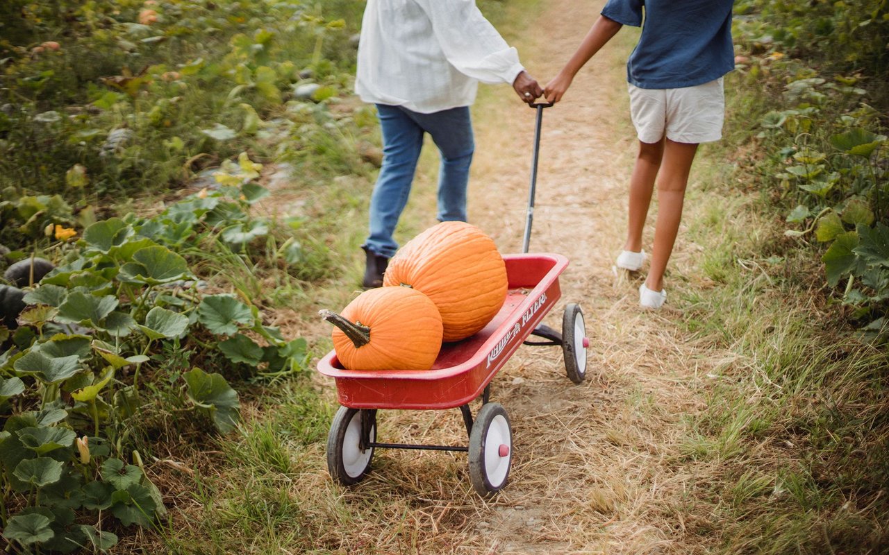 Two people pull a red wagon with pumpkins along a path through a pumpkin patch.