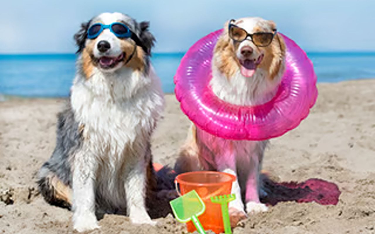 Enjoy “The Dog Days” Of Summer Saturdays & Twilight Tuesdays With Us!