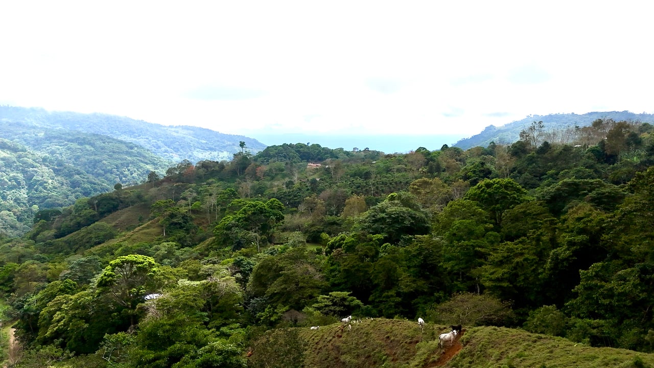 Gorgeous Land in San Luis Morete - Uvita - Over 17 Acres