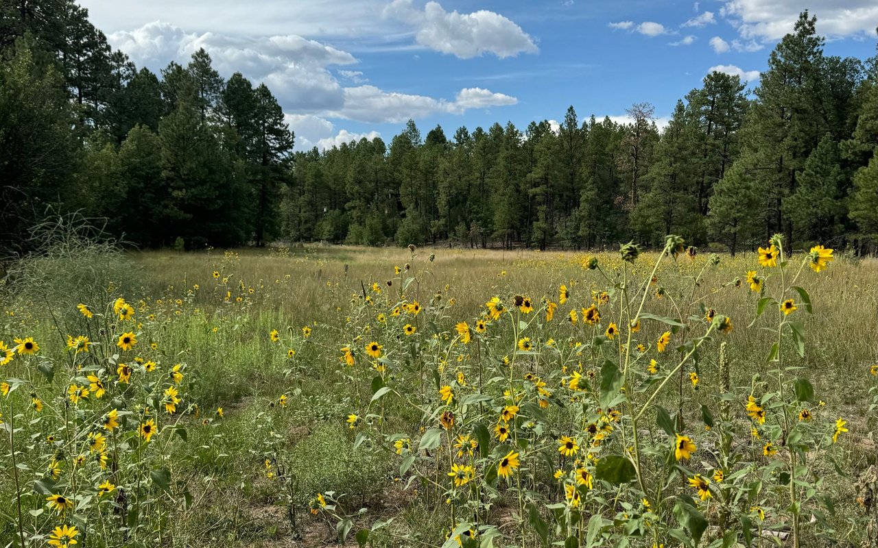 Pinehaven