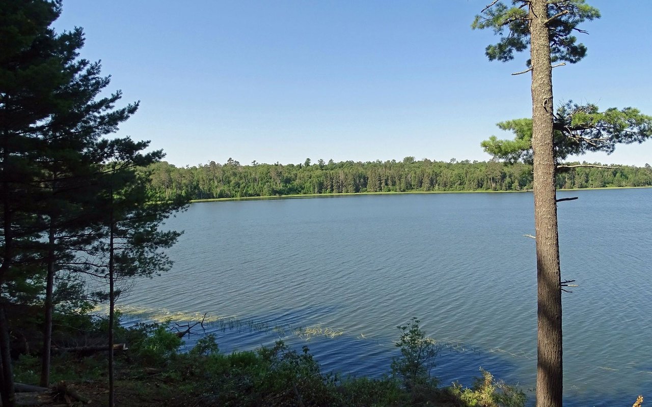Lake bordered by pine trees and forest on a clear summer day.