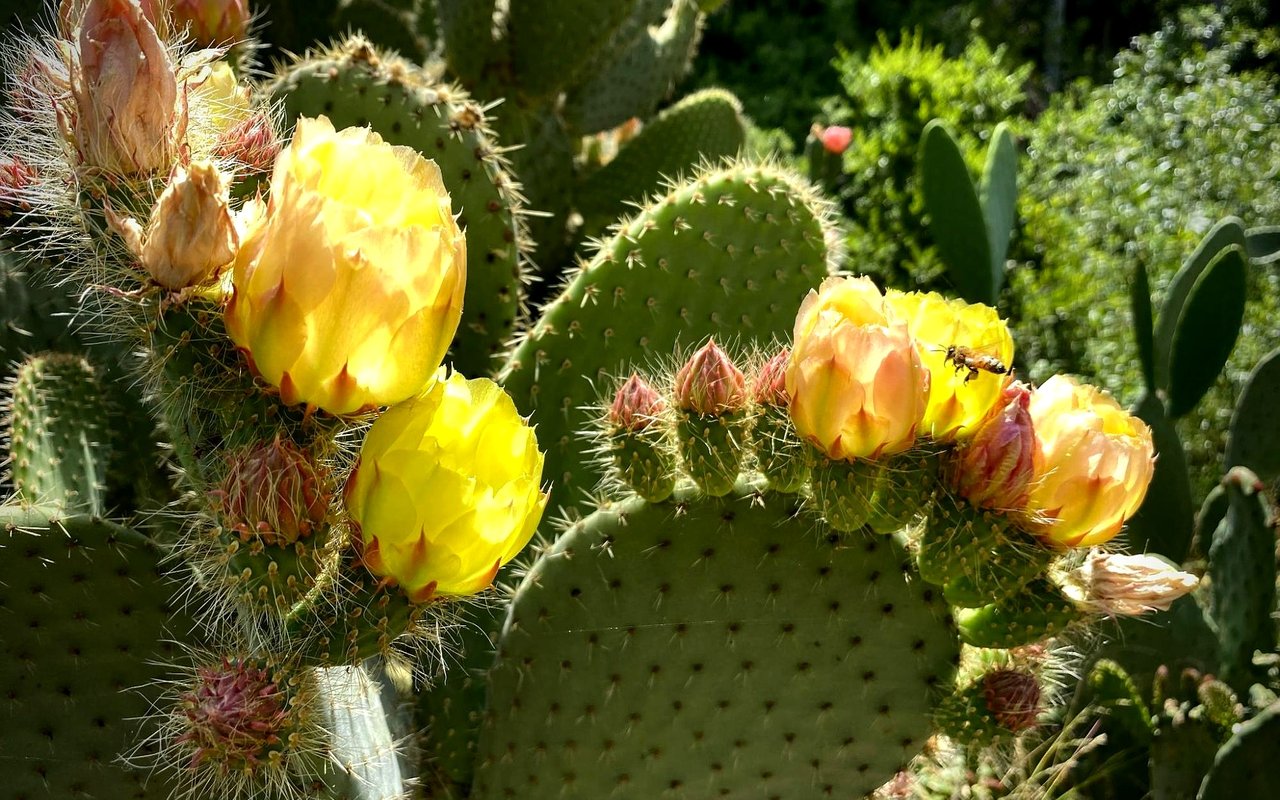 Desert Botanical Garden: Your Complete Guide to Phoenix's Premier Outdoor Experience