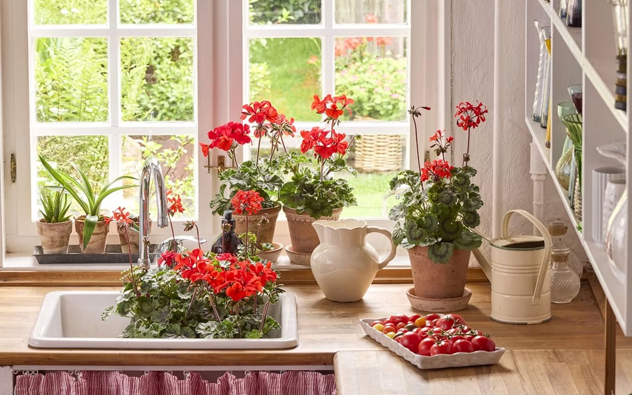 Bright kitchen with a farmhouse sink, potted red geraniums, and tomatoes on the counter.
