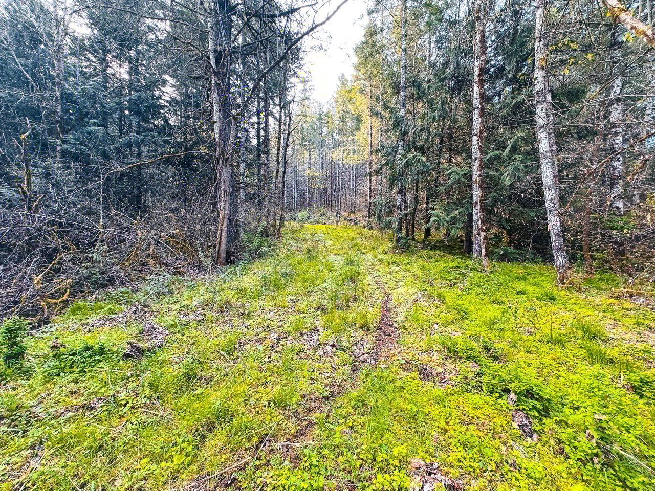 Liberty Forest Auction