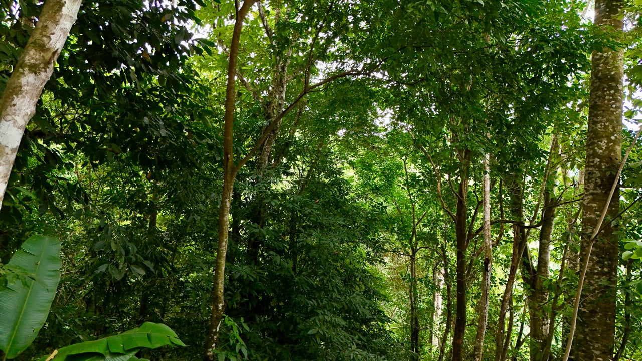 Tres Ríos Jungle Sanctuary | Ready-to-Build Lot Surrounded by Nature