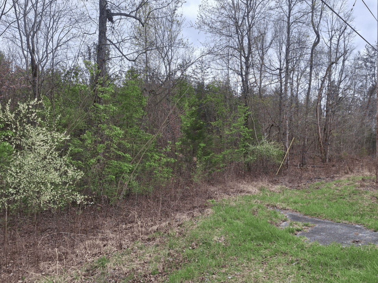 Beautiful Forested Land