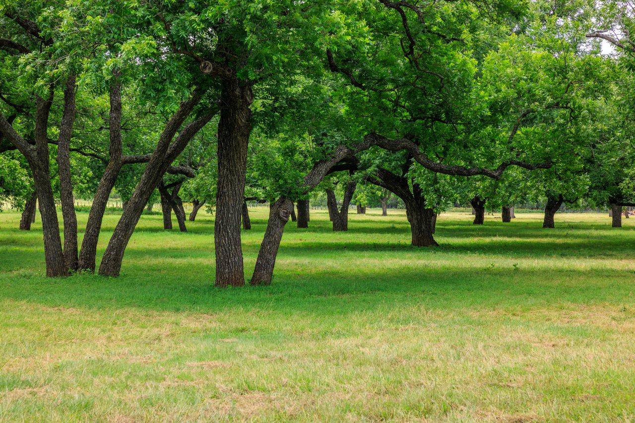 Live Oak Creek Ranch 