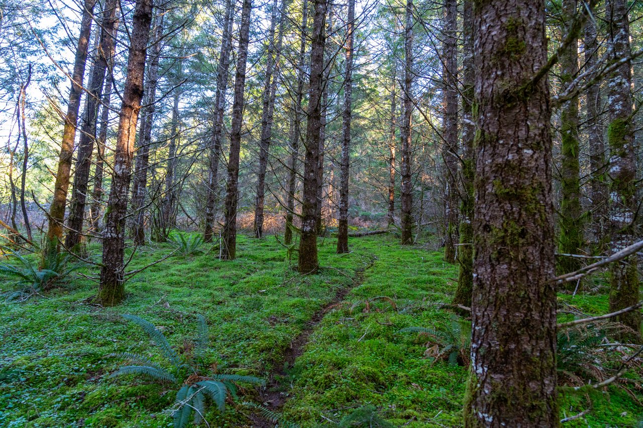 Liberty Forest Auction