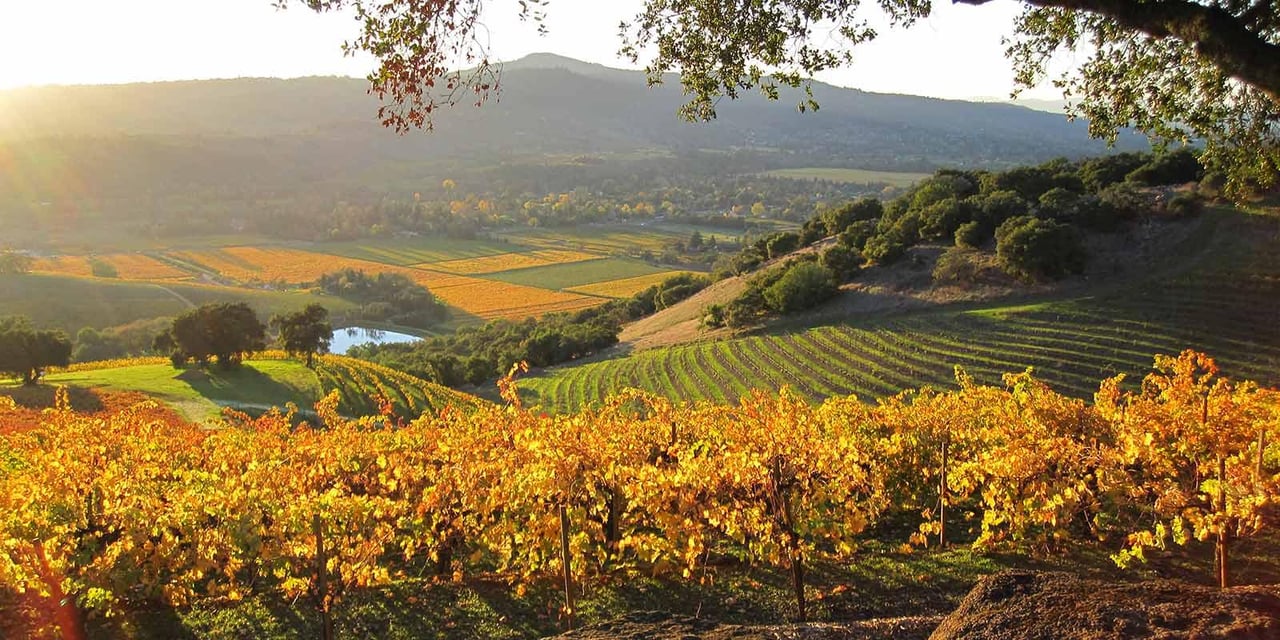 Autumn vineyard overlooking a Sonoma County valley, with golden grapevines and rows climbing the hillside.