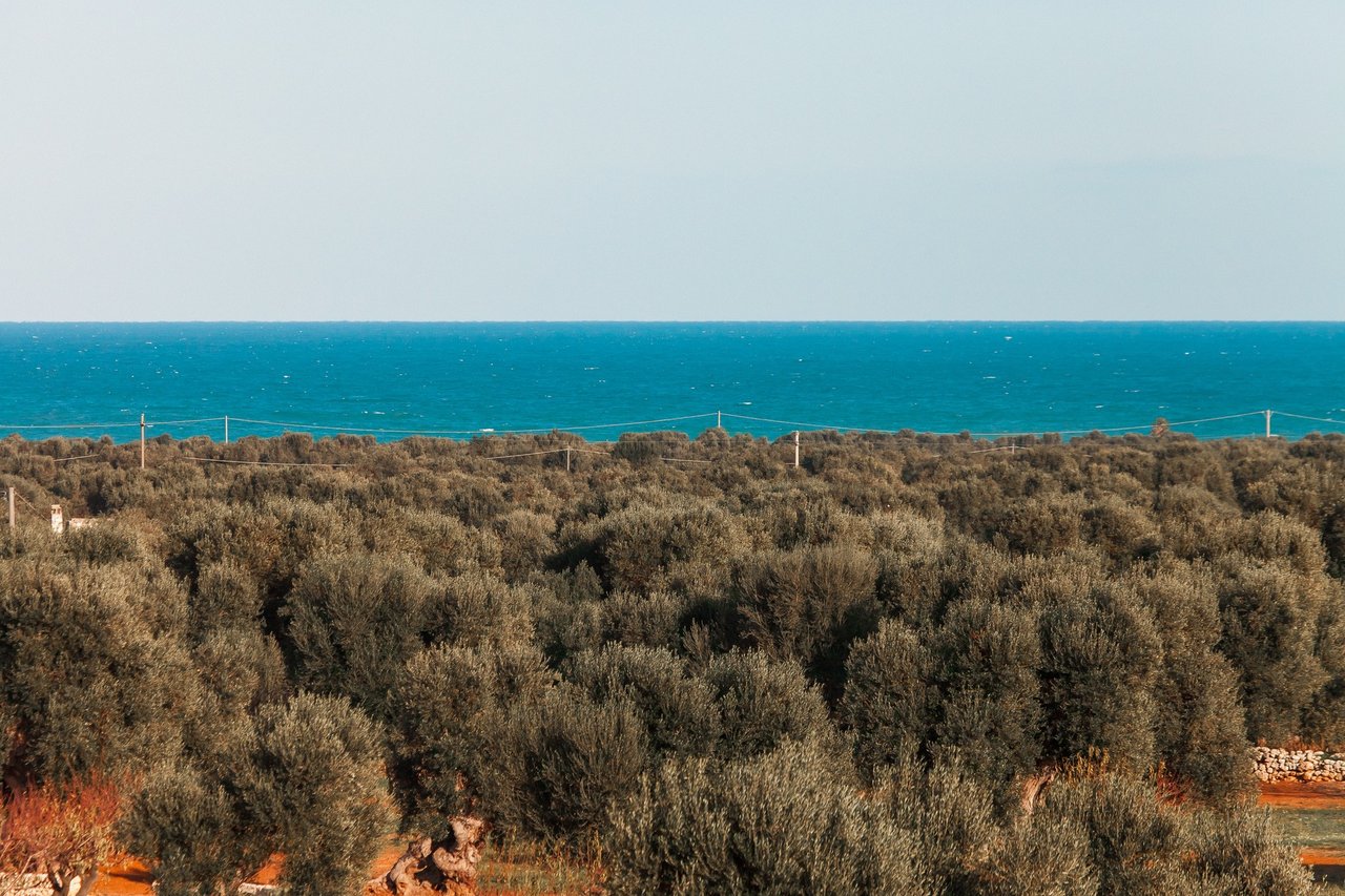 Intimate Villa Surrounded by Olive Trees Near the Town of Fasano