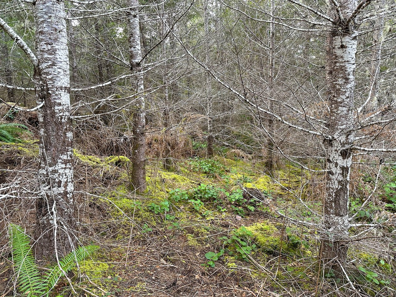 ARC Woods