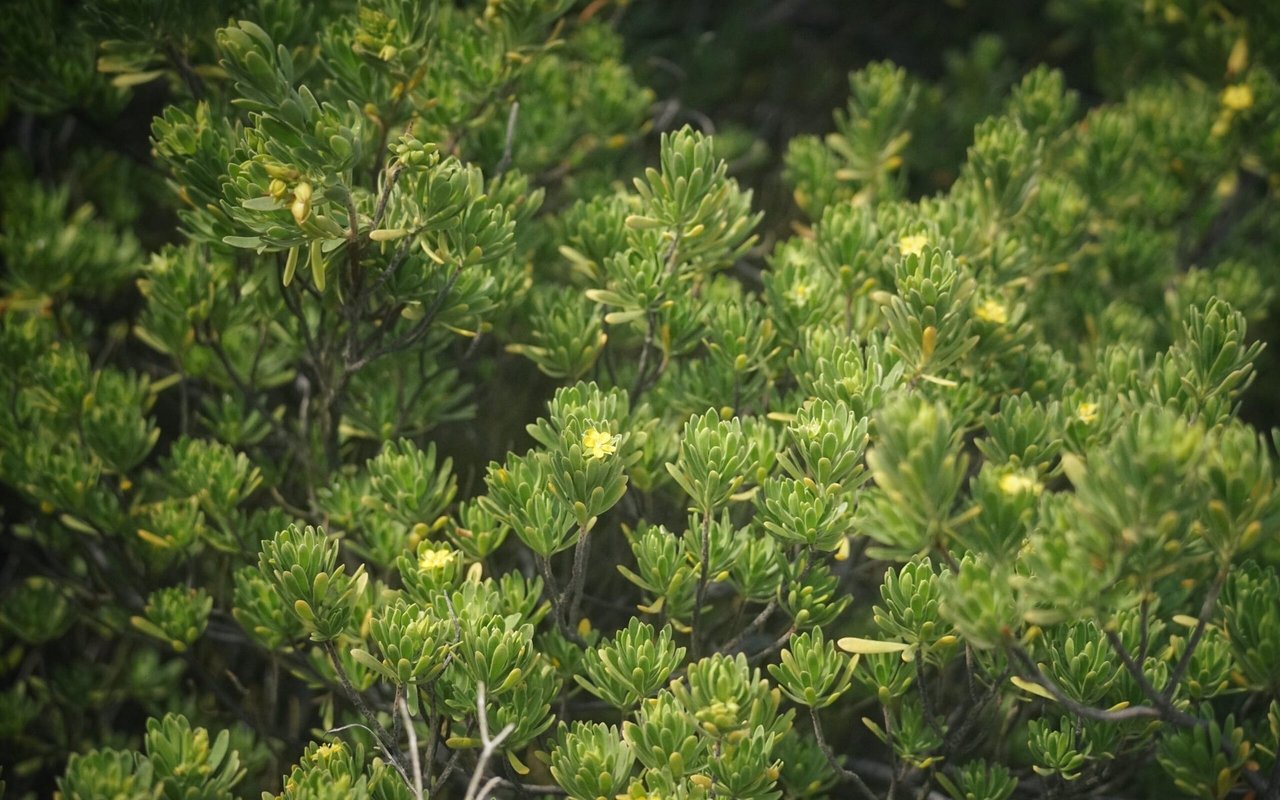 The Best Native Plants for Punta Gorda’s Coastal Homes: Landscaping for Resilience During Hurricanes and Floods