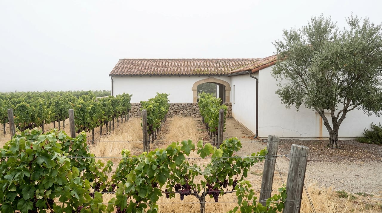Vine rows with purple grape clusters lead toward a white stucco estate wall, stone archway, and olive tree.