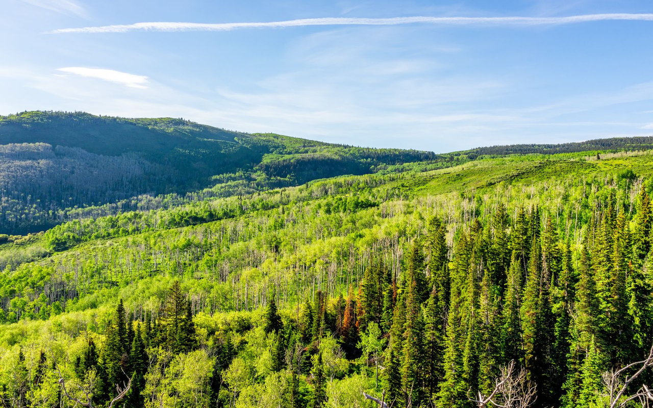 Black Forest