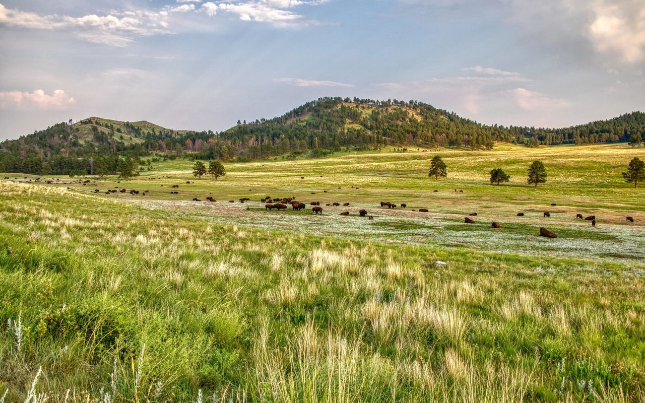 Western Colorado Holistic Ranch Management Services