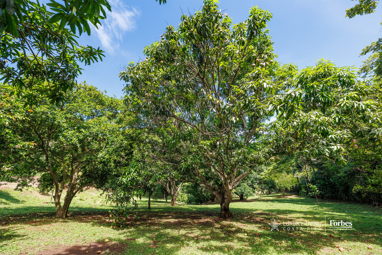Shaded orchard with mature fruit trees across a grassy agricultural property.