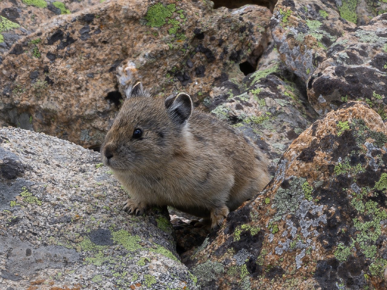Into the Wild: Discovering Rocky Mountain National Park with Monica