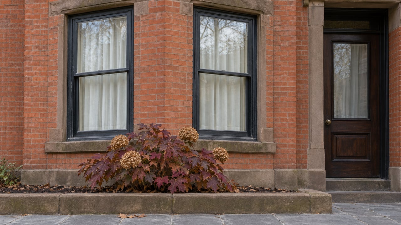 Weathered red brick window bay with brown sandstone trim, dark sash windows and burgundy oakleaf hydrangea above a bluestone approach.